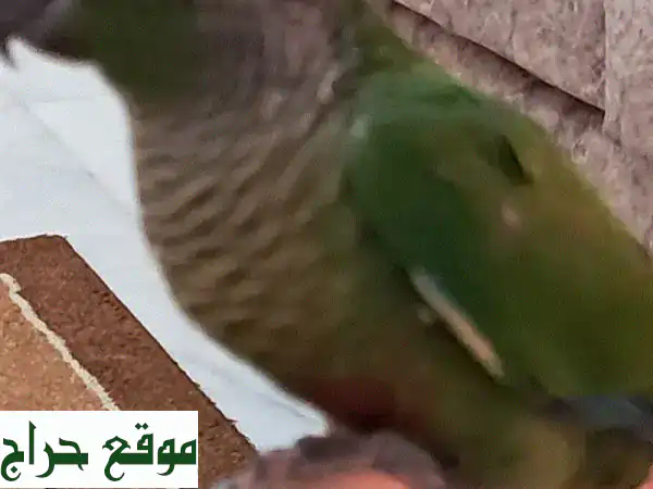 كنيور أليف رقيق للبيع - عمر 3 أشهر - صحة ممتازة!