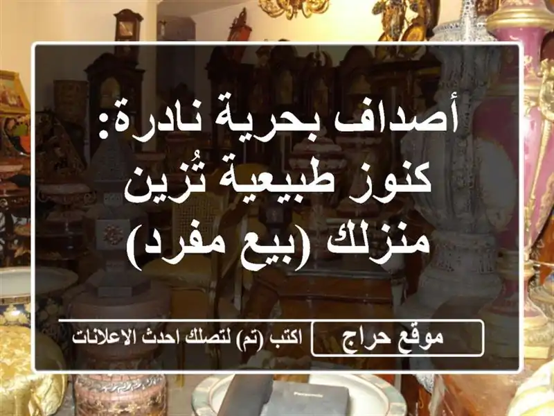 أصداف بحرية نادرة: كنوز طبيعية تُزين منزلك (بيع مفرد)