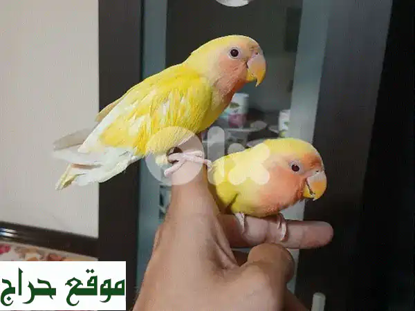 فراخ روز مروضه + أقفاص كروان - فرصة مميزة ببيروت!