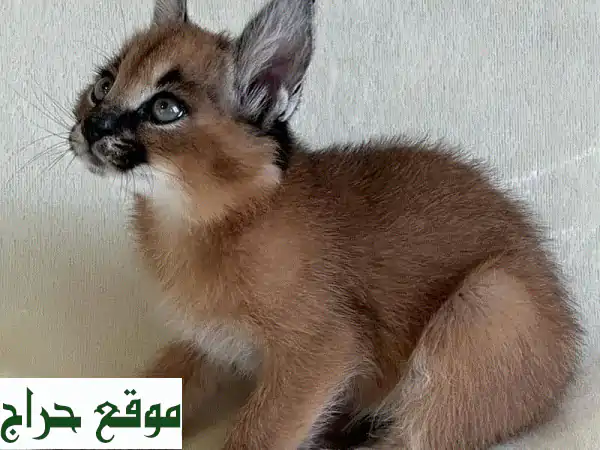 قطط كاراكال رائعة للبيع - فرصة مميزة لعشاق...
