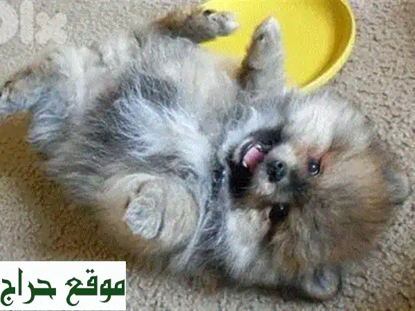جرو ماليبُو صغير الحجم - رقيق ومرح ينتظرك!