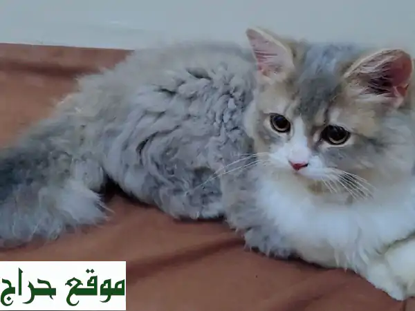 قطة رائعة تبحث عن بيت دافئ ❤️  (صحية، مرحة، ونظيفة!)