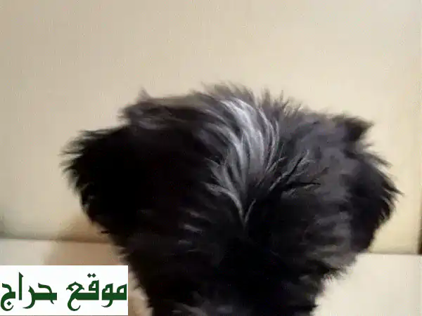 جراء شيتزو رائعين عمر شهرين للبيع!  فرصة ذهبية!