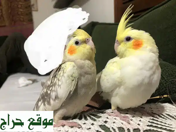 جوز كروان رومانسي جاهز للبيض! 🕊️  مع قفصهم وأدواتهم