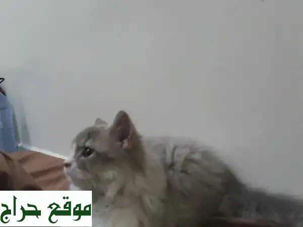 قطة رائعة تبحث عن بيت دافئ ❤️  (صحية، مرحة، ونظيفة!)