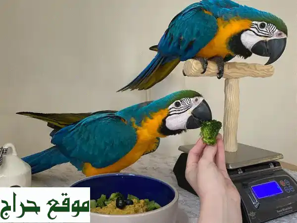 زوج من ببغاوات ماكاو الأزرق والذهبي - للتبني! 🦜💙💛