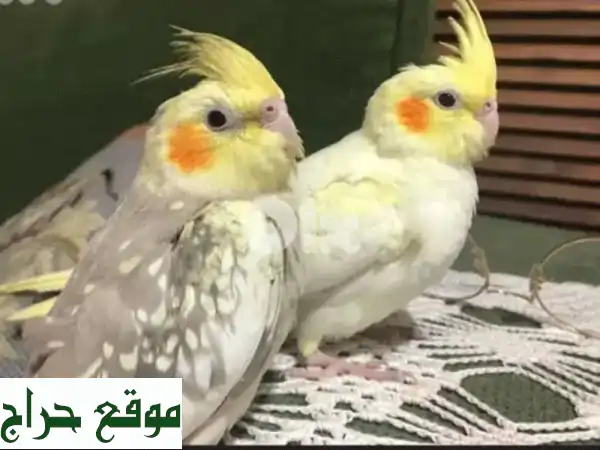 جوز كروان رومانسي جاهز للبيض! 🕊️  مع قفصهم وأدواتهم