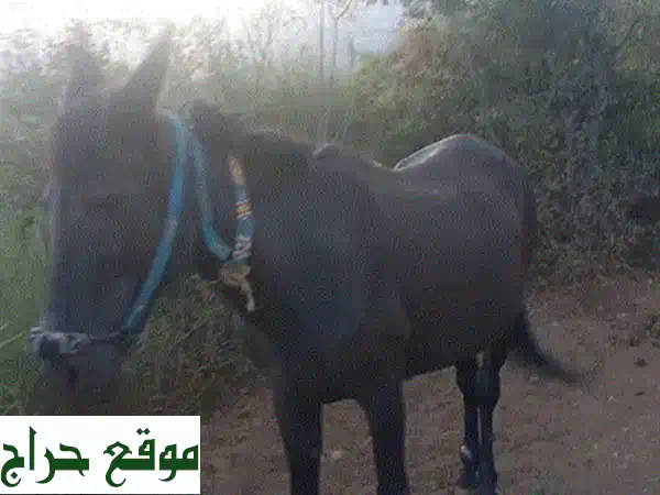 بغل صاغ أصيل قويّ وعملاني - مثالي للفلاحة وحمل الحطب...