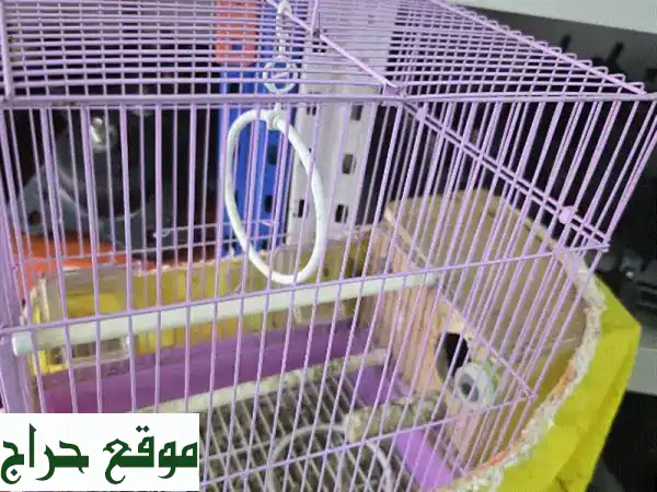 طيور الحب والحمام الزنجباري - أزواج سعيدة وصحية...
