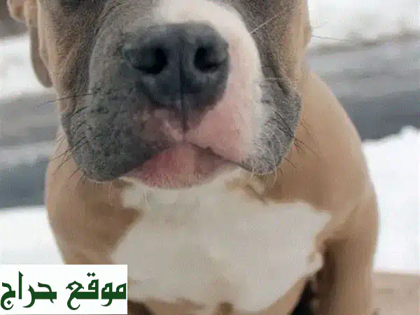 جرو أمريكان ستافوردشاير أزرق فاتح مستورد - عمر شهرين...
