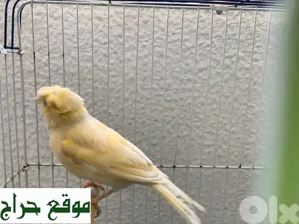كناري موزاييك أنثى - صحية وجاهزة للتزاوج! 🐦