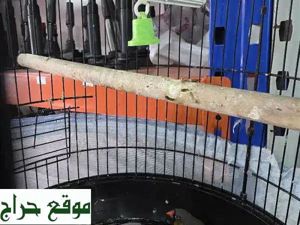 طيور الحب والحمام الزنجباري - أزواج سعيدة وصحية في أقفاصها!