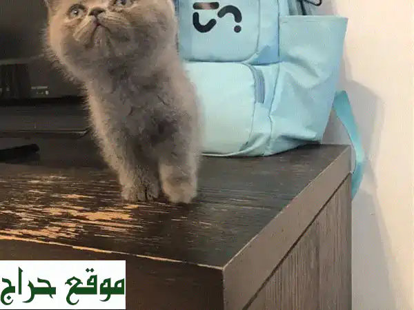 قطط بريتش شورت هير نقية للبيع - أنيقة وودودة!