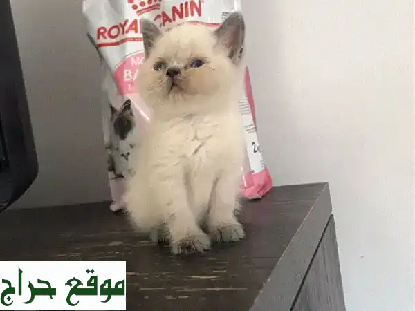 قطط بريتش شورت هير نقية للبيع - أنيقة وودودة!