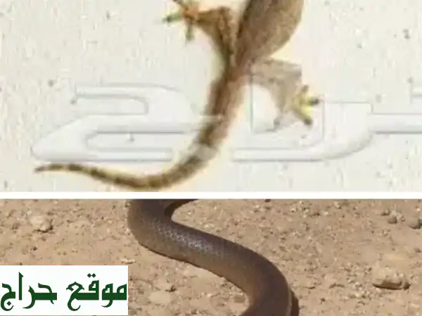 ودّع الحشرات نهائيًا مع [اسم الشركة]! مكافحة حشرات فعّالة وآمنة 💯