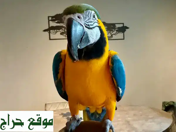 ببغاوات ماكاو زرقاء وذهبية للبيع - فرصة مميزة لعائلة سعيدة!
