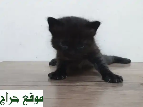قطط شيرازي أمريكية صغيرة (شهر واحد) - رقيقة ونظيفة وصحية!