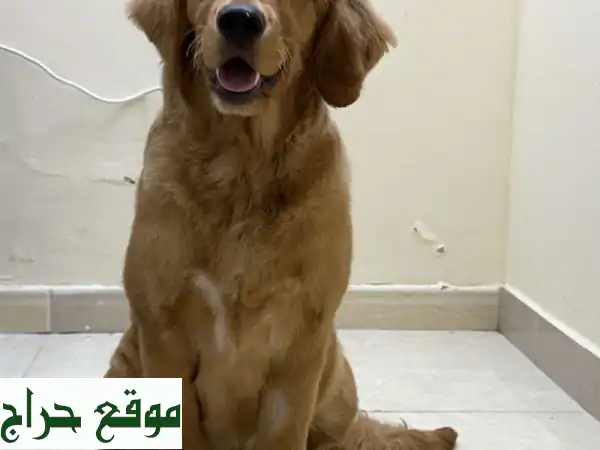 ابنة العائلة.. كلبة غولدن ريتريفير رائعة تبحث عن بيت دافئ!