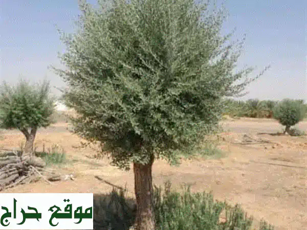 أشجار زيتون معمرة في الرياض: جودة عالية،...
