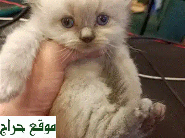 قطط جميلة للبيع - نصف اسكتلندي، نصف تشينشيلا!