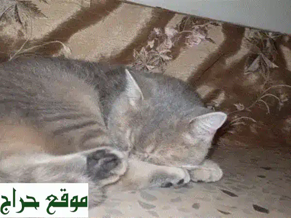 قطط جميلة للبيع - نصف اسكتلندي، نصف تشينشيلا!