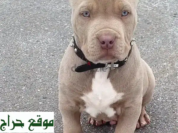 جرو بيتبول رائع - رفيقك الجديد ينتظرك!