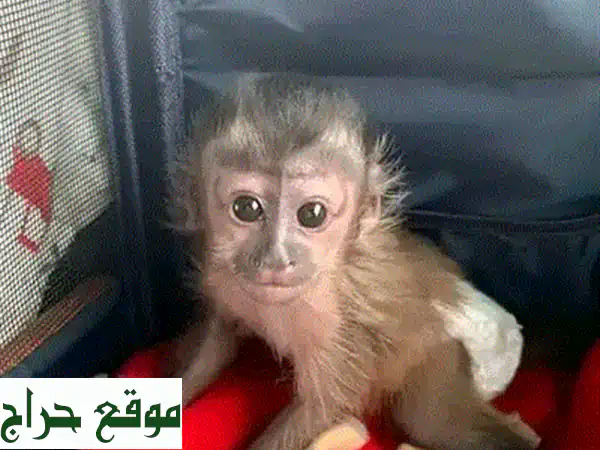ثعلب الفنك الأليف: رفيقك الصغير ذو الأذنين الكبيرة!