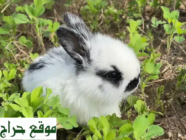 أرانب أليفة للبيع بـ 5 دنانير فقط! 🐰 + كل ما يحتاجه أرنبك!