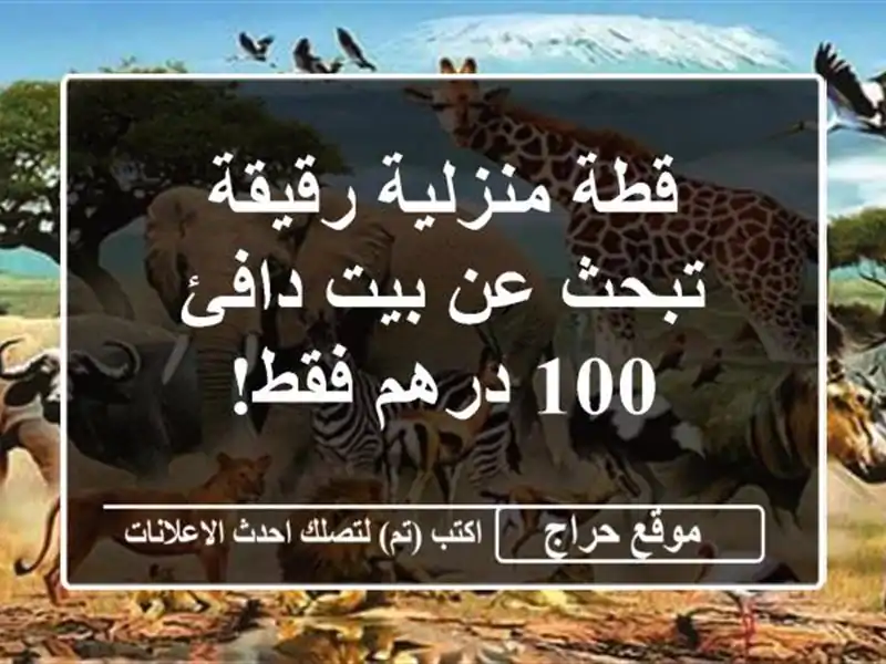 قطة منزلية رقيقة تبحث عن بيت دافئ - 100 درهم فقط!