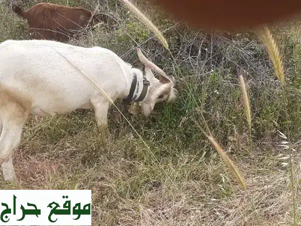 فحل ماعز سويسري أصيل - فرصة ذهبية لتحسين سلالة ماشيتك!