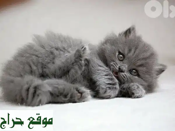 قطة بريتيش لونغ هير رمادية جميلة - جاهزة لمنزل جديد!