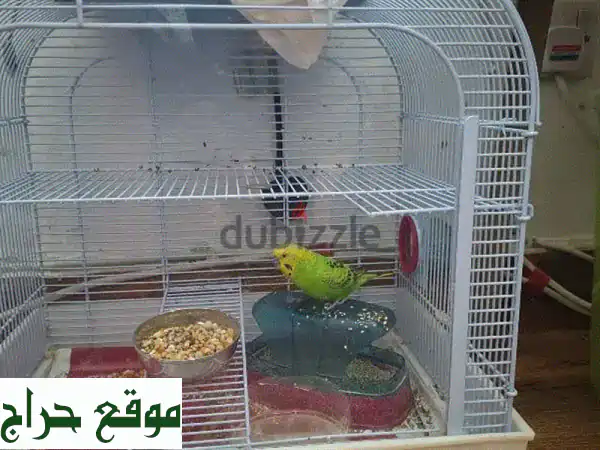 فرصة ذهبية! حمام ذكر جميل للبيع - رفيق مثالي لعائلتك