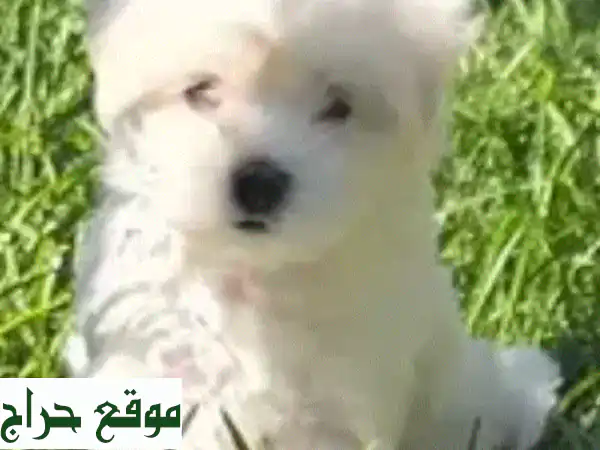 جراء كلاب بيشون فريزي ذكور وإناث عمر شهرين -...