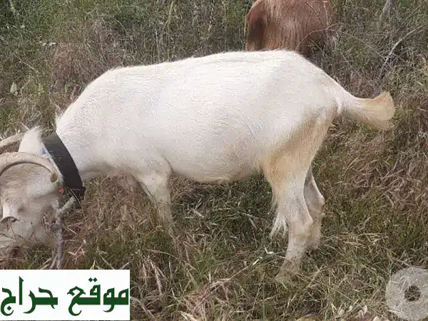 فحل ماعز سويسري أصيل - فرصة ذهبية لتحسين سلالة ماشيتك!