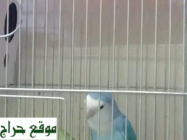 فرصة ذهبية! بيع قفص طيور فاخر مع جميع...