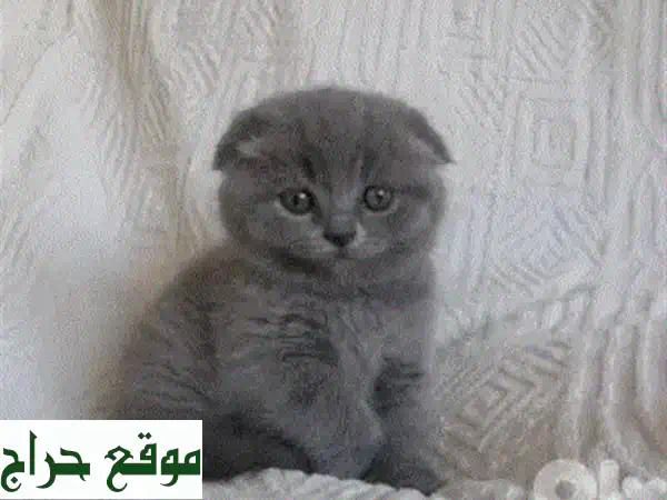 قطة بريتيش لونغ هير رمادية جميلة - جاهزة لمنزل جديد!