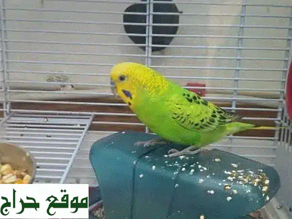 فرصة ذهبية! حمام ذكر جميل للبيع - رفيق مثالي لعائلتك