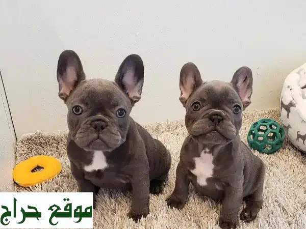 فرخ كلب البلدغ الفرنسي - فرو بنمط مميز! 🐾