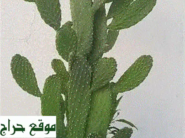 مرآة ضخمة وثقيلة بحالة ممتازة - أضف أناقة فاخرة لمنزلك!