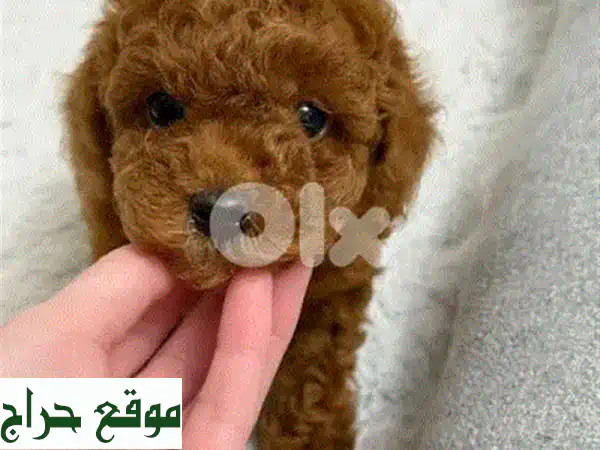 جرو بوميرانيان مستورد - عشق صغير ينتظرك! ❤️