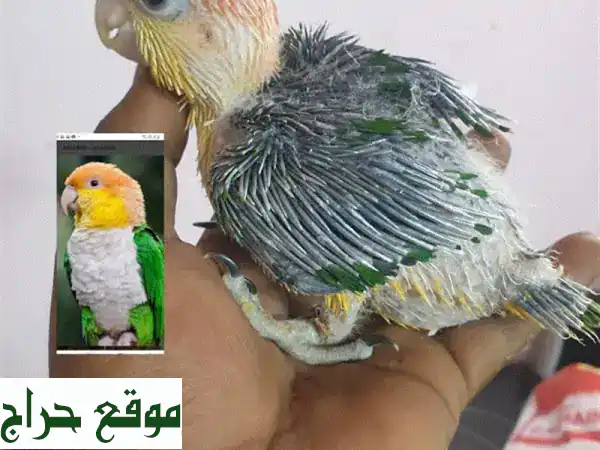 حمام كاييك أبيض البطن: جمالٌ ناصع وصحةٌ متكاملة!