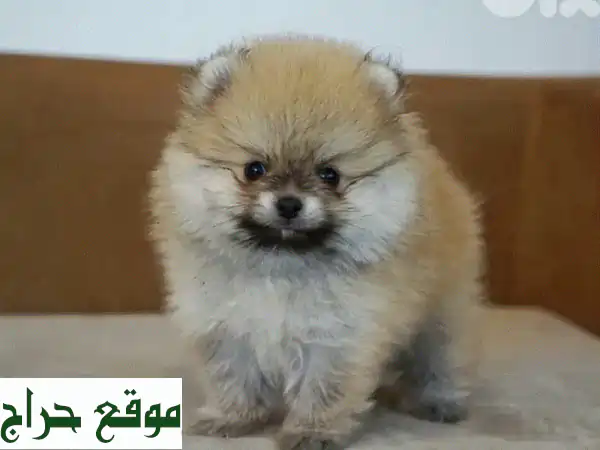 جرو بوميرانيان مستورد - عشق صغير ينتظرك! ❤️