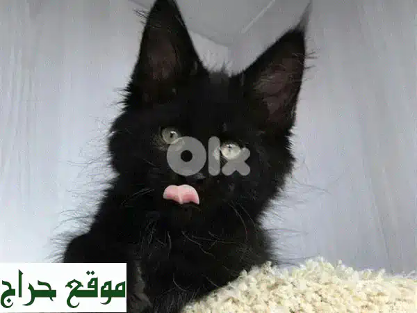 قطة مين كون سوداء رائعة للبيع - منزل محبّ ضروري!
