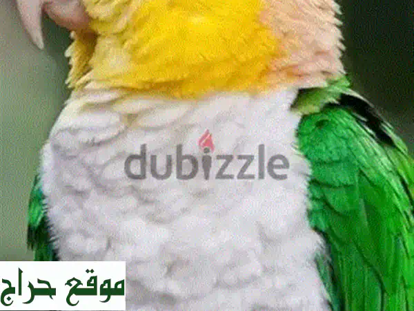 حمام كاييك أبيض البطن: جمالٌ ناصع وصحةٌ متكاملة!