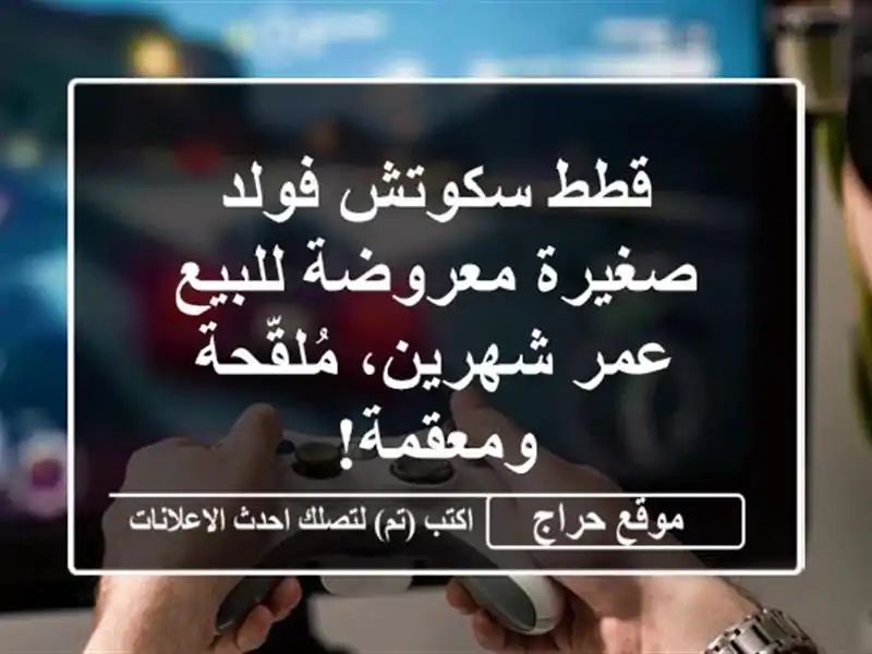قطط سكوتش فولد صغيرة معروضة للبيع - عمر شهرين،...