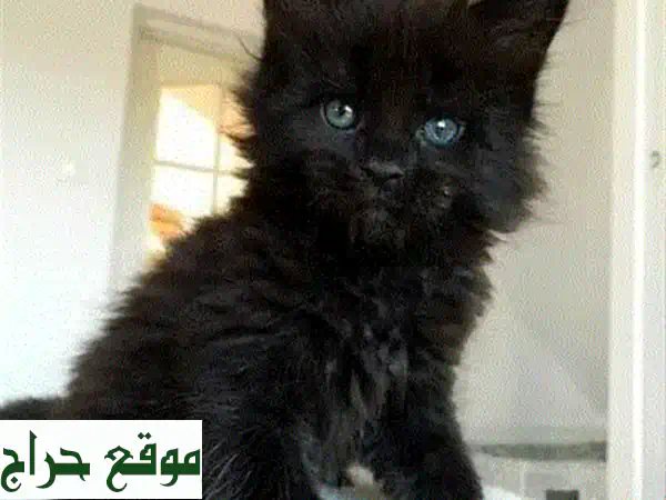 قطة مين كُون أزرق رمادي مستوردة - رفيقك الجديد اللطيف!