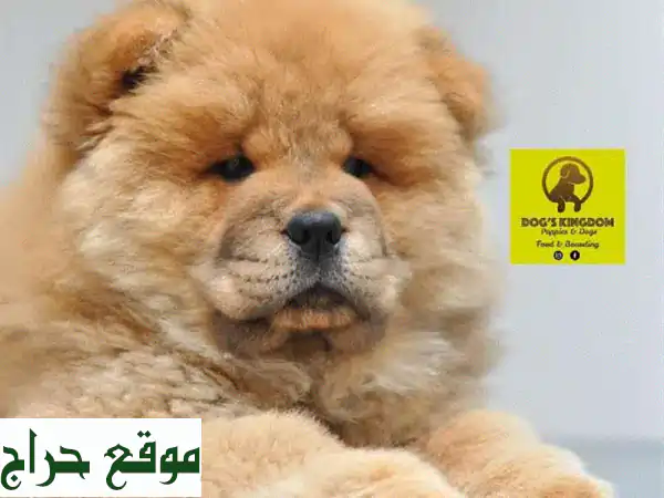 جرو تشاو تشاو صحي وسعيد -  أفضل رفيق لك!