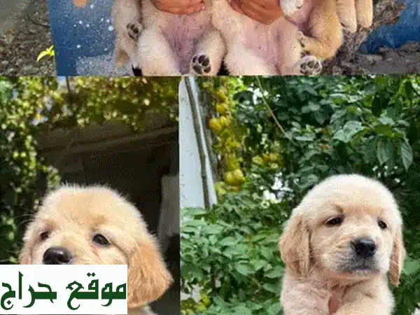 جرو جولدن ريتريفر أصيل 100% -  انضم لعائلتك الجديدة!