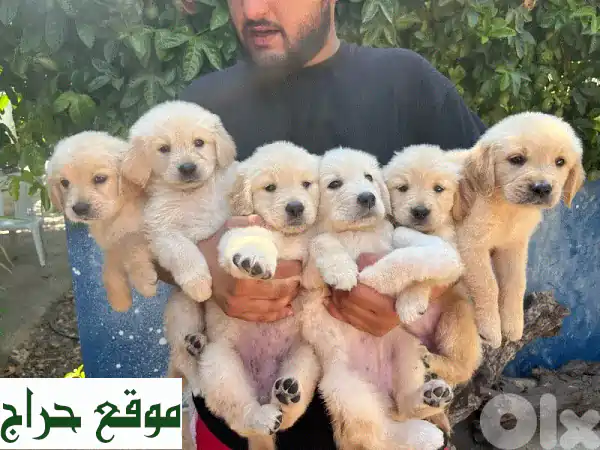 جرو جولدن ريتريفر أصيل 100% -  انضم لعائلتك الجديدة!