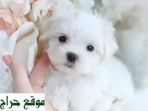 جرو بيشون مالطي صغير - رفيقك الجديد الوفي!